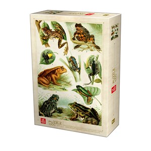 Deico (75703) - "Frogs" - 1000 Teile Puzzle