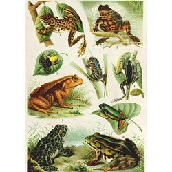 Deico (75703) - "Frogs" - 1000 Teile Puzzle
