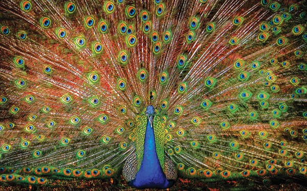 SunsOut (37352) - Celebrate Life Gallery: "Pfau" - 1000 Teile Puzzle