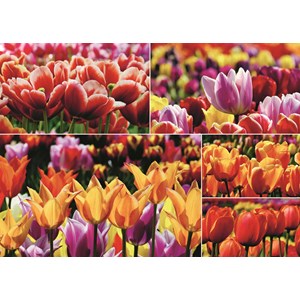 Jumbo (18364) - "Holländische Tulpen" - 1000 Teile Puzzle