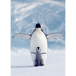 Eurographics (6000-1246) - "Pinguin und sein Kleines" - 1000 Teile Puzzle