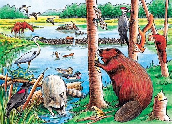 Cobble Hill (58802) - "The Beaver Pond" - 35 Teile Puzzle