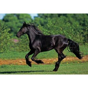 Anatolian (PER3569) - "Galoppierender Friese" - 500 Teile Puzzle