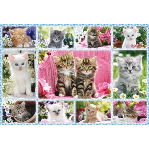 Schmidt Spiele (56135) - "Katzenbabys" - 100 Teile Puzzle