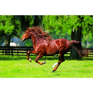 Trefl (10201) - "In The Gallop" - 1000 Teile Puzzle