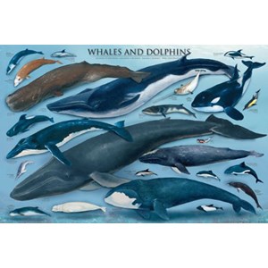 Eurographics (6000-0082) - "Delfine und Wale" - 1000 Teile Puzzle