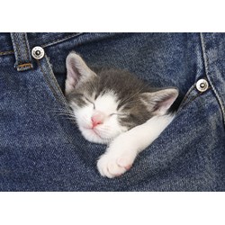 Educa (16735) - "Süße Träume" - 500 Teile Puzzle