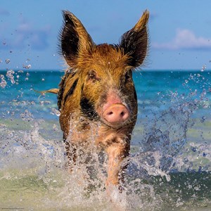 Heye (29746) - "Ein Schweinchen im Paradies" - 1000 Teile Puzzle