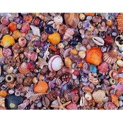 Piatnik (566349) - "Muscheln" - 1000 Teile Puzzle