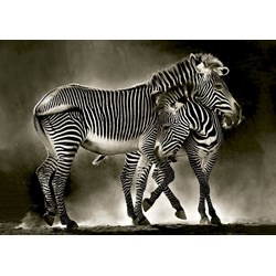Educa (16359) - "Zebras" - 500 Teile Puzzle