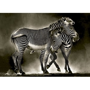Educa (16359) - "Zebras" - 500 Teile Puzzle