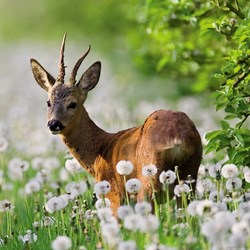 Heye (29748) - "Rehbock auf der Wiese" - 1000 Teile Puzzle