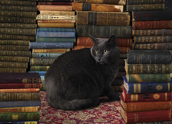 Cobble Hill (51830) - "Schwarze Katze in der Bibliothek" - 1000 Teile Puzzle