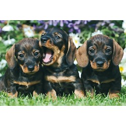 Schmidt Spiele (56499) - "Animals" - 26 48 Teile Puzzle