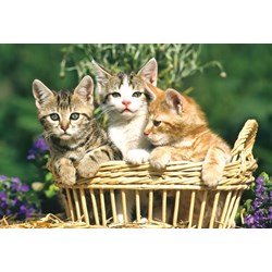 Schmidt Spiele (56499) - "Animals" - 26 48 Teile Puzzle