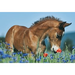 Schmidt Spiele (56499) - "Animals" - 26 48 Teile Puzzle