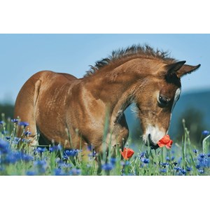 Schmidt Spiele (56499) - "Animals" - 26 48 Teile Puzzle