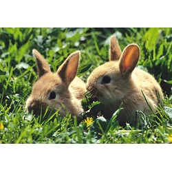 Schmidt Spiele (56499) - "Animals" - 26 48 Teile Puzzle