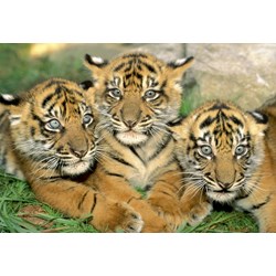Educa (15965) - "Tiger Cubs" - 500 Teile Puzzle