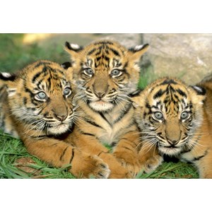 Educa (15965) - "Tiger Cubs" - 500 Teile Puzzle