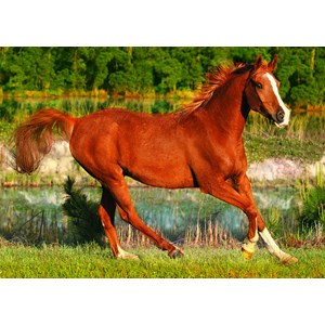 Trefl (371840) - "Pferd auf der Wiese" - 500 Teile Puzzle