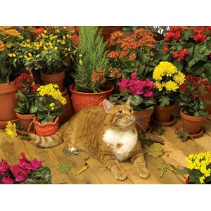 Cobble Hill (52108) - "Kätzchen vor den Blumentöpfen" - 500 Teile Puzzle