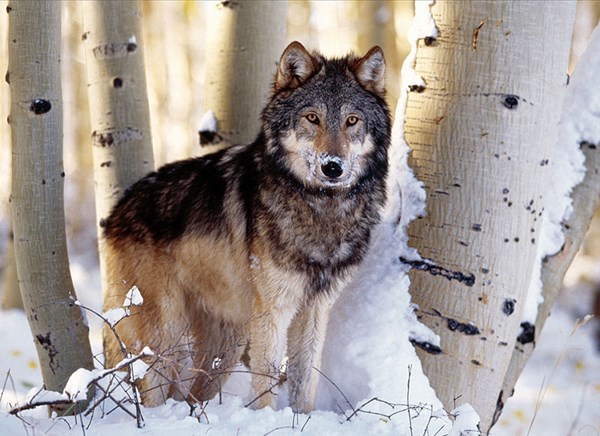 Clementoni (31955) - "Winter Hunting" - 1500 Teile Puzzle