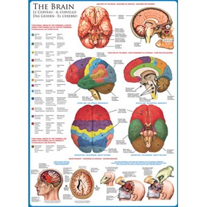 Eurographics (6000-0256) - "Das menschliche Gehirn" - 1000 Teile Puzzle