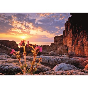 Heye (29671) - Alexander von Humboldt: "Rote Blume im Sonnenuntergang" - 1000 Teile Puzzle