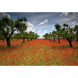 Educa (15992) - "Poppy Field" - 1000 Teile Puzzle