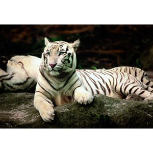 Trefl (260755) - "Indischer Tiger" - 1500 Teile Puzzle