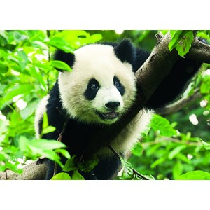 Trefl (37142) - "Giant Panda" - 500 Teile Puzzle