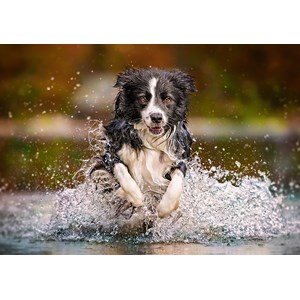 Castorland (B-52424) - "Ruf der Freiheit" - 500 Teile Puzzle