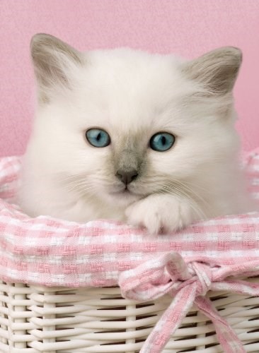 Clementoni (30391) - "Sweet Eyes" - 500 Teile Puzzle