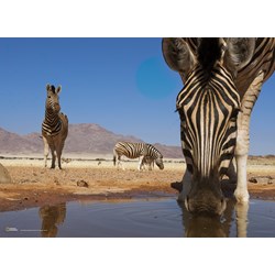 Clementoni (39356) - "Zebras am Wasserloch" - 1000 Teile Puzzle
