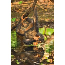 Clementoni (39301) - "Schimpanse" - 1000 Teile Puzzle