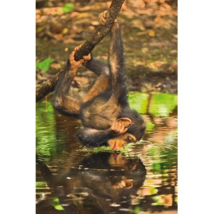 Clementoni (39301) - "Schimpanse" - 1000 Teile Puzzle