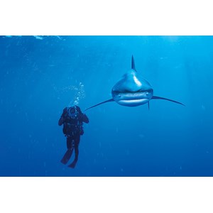 Clementoni (39303) - "Ocean Whitetip Shark" - 1000 Teile Puzzle