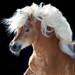 Heye (29630) - "Pferd" - 100 Teile Puzzle