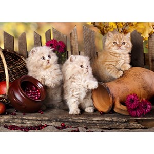 Grafika Kids (00322) - "Persian kittens" - 24 Teile Puzzle
