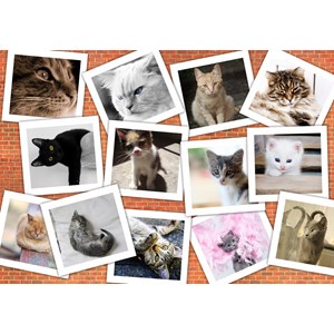 Grafika (02213) - "Katzen" - 1000 Teile Puzzle