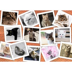 Grafika (T-00381) - "Katzen" - 1000 Teile Puzzle