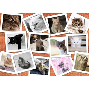 Grafika (T-00381) - "Katzen" - 1000 Teile Puzzle
