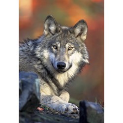 Grafika Kids (00516) - "Wolf" - 100 Teile Puzzle