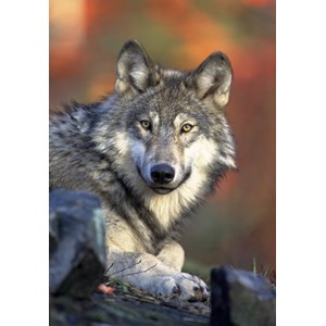Grafika Kids (00516) - "Wolf" - 100 Teile Puzzle