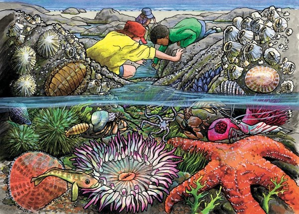 Cobble Hill (58805) - "Exploring the Seashore" - 35 Teile Puzzle