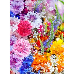 Grafika (01640) - "Blumen-Explosion" - 300 Teile Puzzle